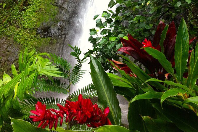 Half-Day Guided Hike to Afareaitu Waterfall - Who Will Love This Tour?