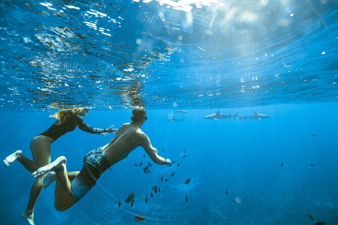 Half Day Tour lagoon discovery marine fauna flora small group - What to Expect from the Tour: A Step-by-Step Breakdown