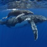 Half day whale tour 4h00 - The Itinerary in Detail