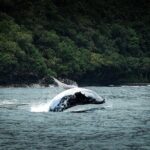 Half Day Whale Watching in a Small Shared Group - Who Should Consider This Tour?