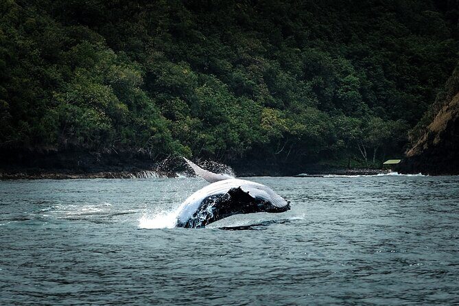 Half Day Whale Watching in a Small Shared Group - Who Should Consider This Tour?