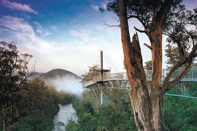 Hastings Caves, Tahune Airwalk and the Huon Tasting Trail - Tahune Airwalk: Walking Among the Trees