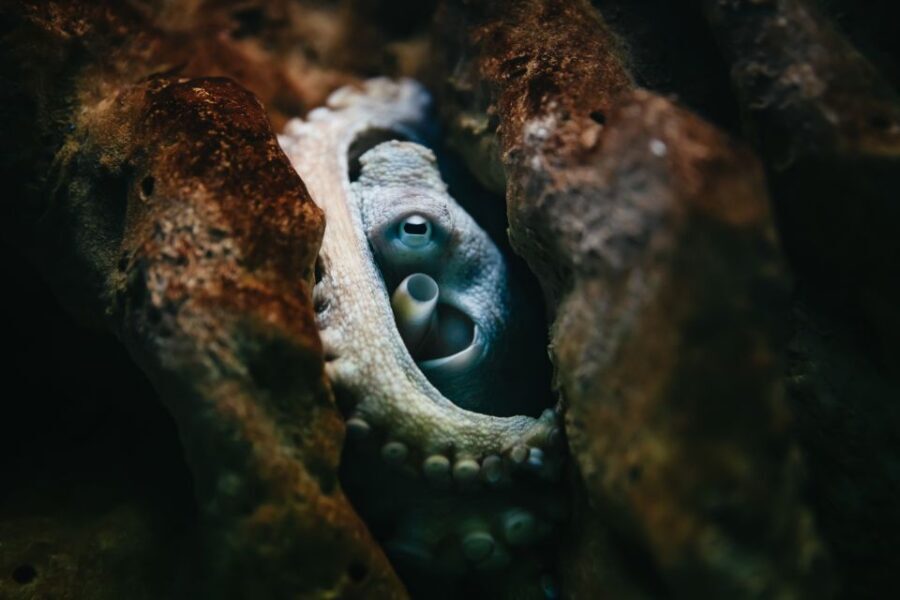 Heraklion Area: CRETAquarium Admission Ticket - Price and value: is a $9 ticket actually worth it?