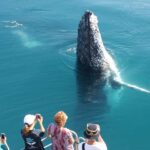 Hervey Bay 4-Hour Whale Watch Encounter - The Itinerary Breakdown