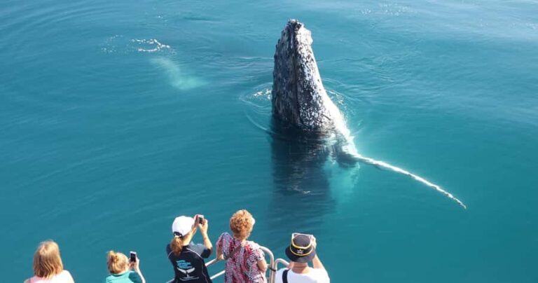 Hervey Bay 4-Hour Whale Watch Encounter - The Itinerary Breakdown