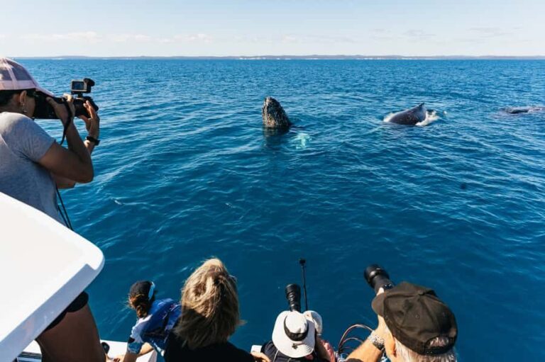 Hervey Bay: Exclusive Whale Watch Encounter - The Itinerary and What to Expect