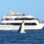 Hervey Bay: Half-Day Whale Watching Cruise - The Itinerary: What You Can Expect