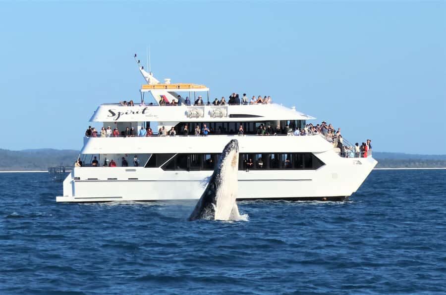 Hervey Bay: Half-Day Whale Watching Cruise - The Itinerary: What You Can Expect