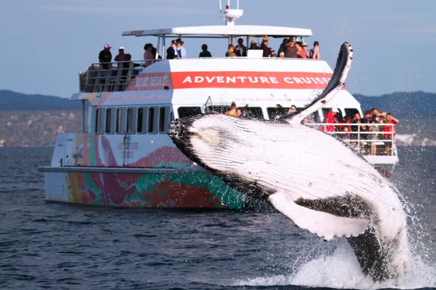 Hervey Bay: Half-Day Whale-Watching Cruise - The Itinerary and What You Can Expect