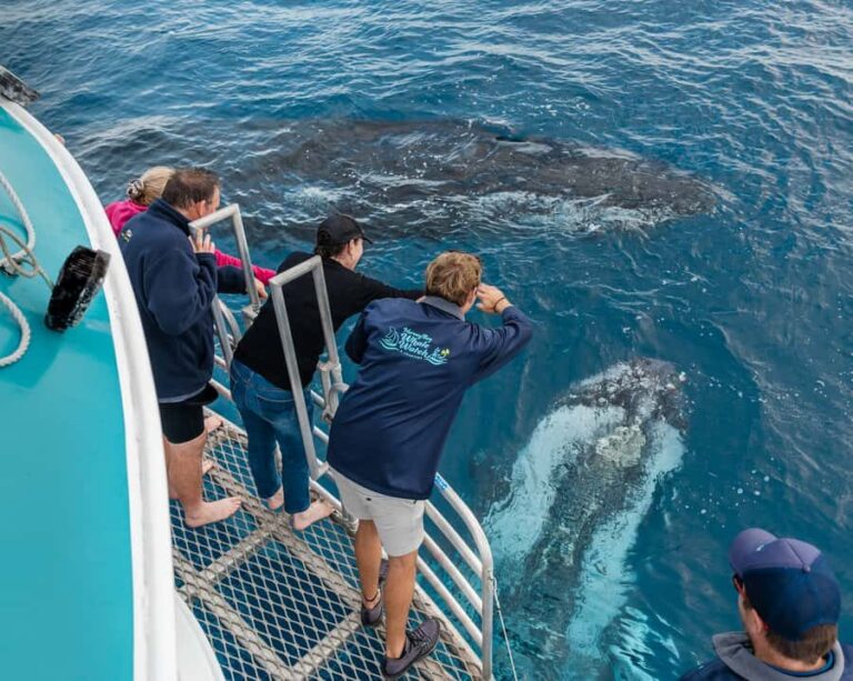 Hervey Bay: Humpback Whale-Watching Half-Day Cruise - What Does the Itinerary Look Like?