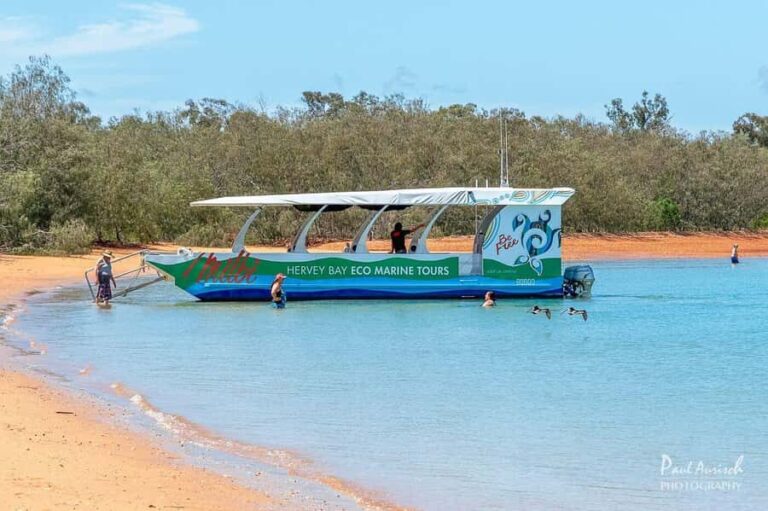 Hervey Bay: Turtle Discovery Eco Tour - The Itinerary: What You Can Expect