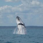 Hervey Bay: Ultimate Whale Watching Experience - The Experience: Authentic Encounters in a Small Group