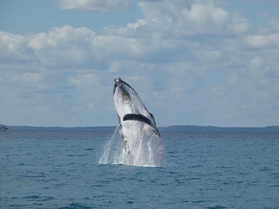 Hervey Bay: Ultimate Whale Watching Experience - The Experience: Authentic Encounters in a Small Group