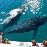 Hervey Bay Whale Watching Experience - Discovering the Hervey Bay Whale Watching Cruise