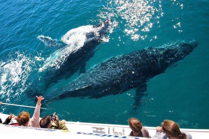 Hervey Bay Whale Watching Experience - Discovering the Hervey Bay Whale Watching Cruise