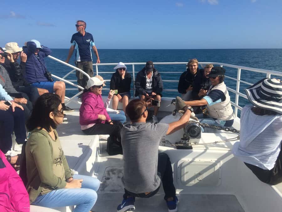 Hervey Bay: Whalesong's Half-Day Whale Watching Cruise& Meal - What Makes This Tour Stand Out?
