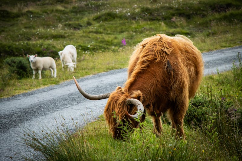 Highland cow in Scottish countryside