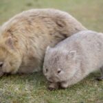 Hobart: Maria Island National Park Active Full-Day Tour - Exploring Maria Island: The Key Stops