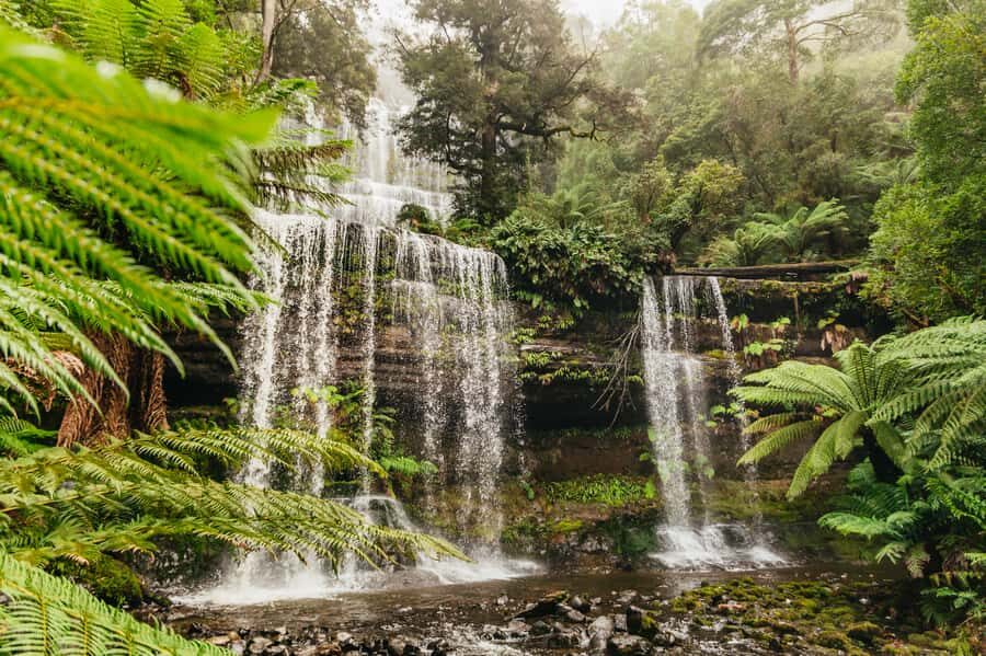 Hobart: Mt Wellington, Mt Field, Bonorong and Richmond Trip - What the Tour Looks Like in Practice