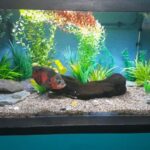 Hokitika: The National Kiwi Centre Tickets - The Experience of Visiting