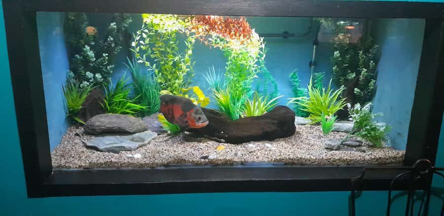 Hokitika: The National Kiwi Centre Tickets - The Experience of Visiting