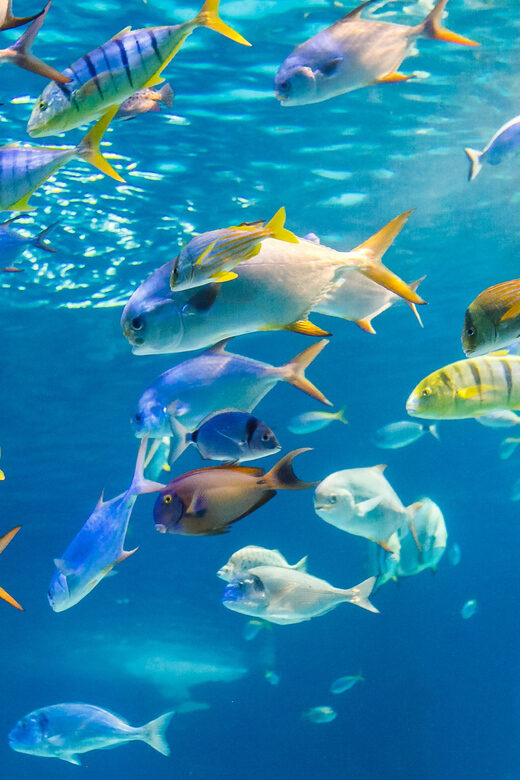 Honolulu: Glass Bottom Boat Tour along Oahu's South Shore - Where You Meet: Kewalo Basin Harbor and the Big Red Sign