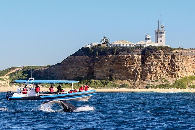 Humpback Whale Encounter Tour from Newcastle - The Guides & Educational Value