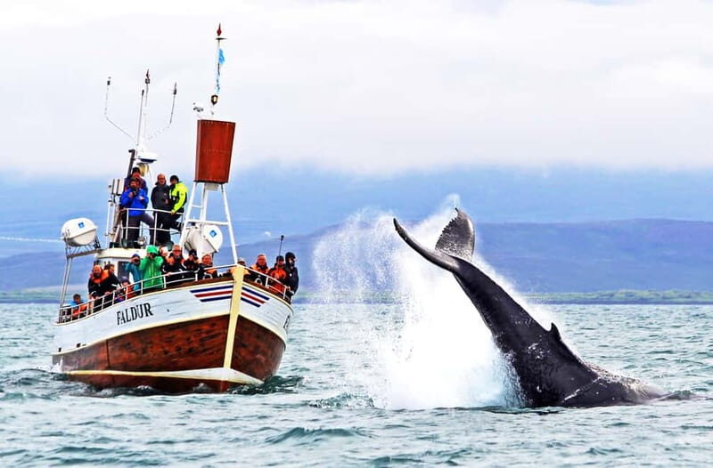 Húsavík: Traditional Whale Watching Tour - The Gentle Giants setup: traditional oak boat, practical comfort