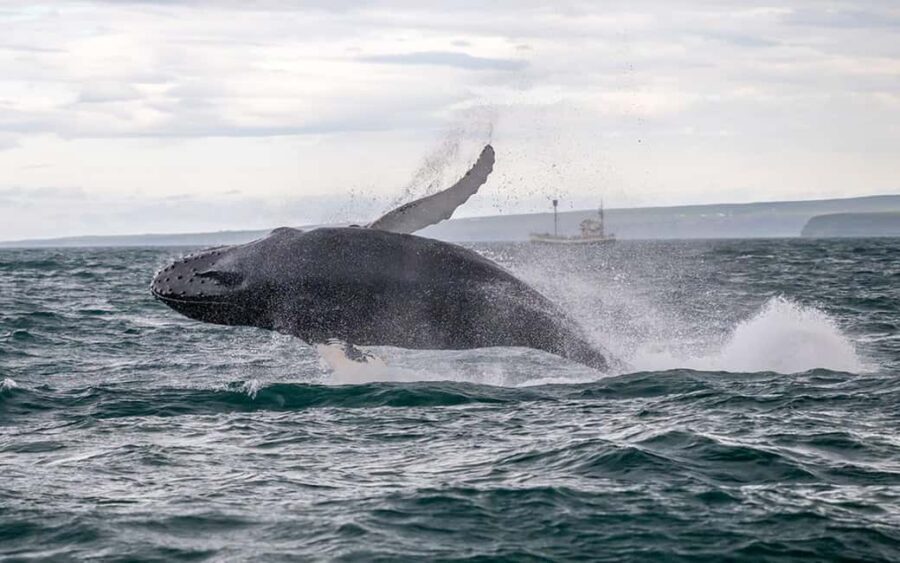Húsavík: Whale Watching – Family Run with Indoor Seats - Where to meet at Hafnarstétt 35 (and how to make it easy)