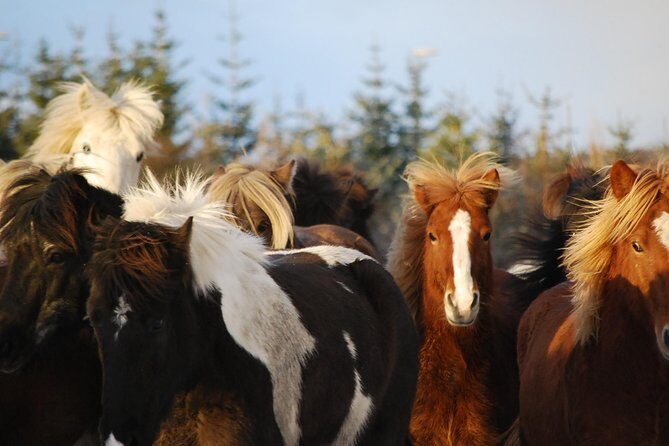 Icelandic Horseback Riding Tour with Pickup Option from Reykjavik - The Ride: What Youll Actually See and Do