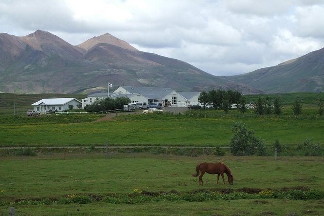 Icelandic Horseback Riding Tour Including Pick Up from Reykjavik - The Horses: Why Icelandic Breeds Matter