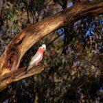 Intimate Blue Mountains Wild Kangaroos & Sunset for Nature Lovers - The Value of This Tour