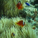 Introductory Scuba Dive experience - Whitetip Marine Adventures - Authentic Reviews and Real Experience Insights