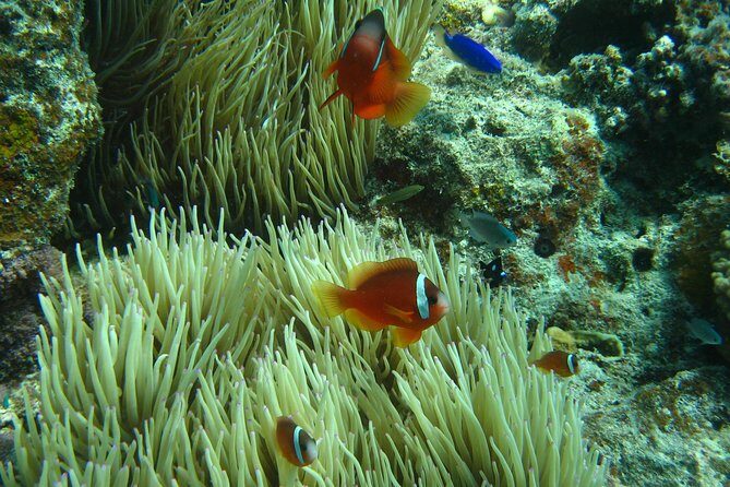 Introductory Scuba Dive experience - Whitetip Marine Adventures - Authentic Reviews and Real Experience Insights