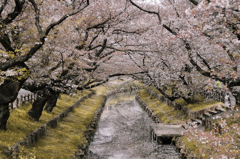 Cherry blossom canal Japan