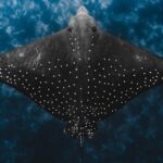 Julian Rocks: Premier Snorkeling Tour Byron Bay - The Value of This Snorkeling Experience