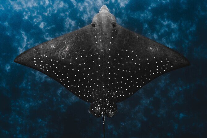 Julian Rocks: Premier Snorkeling Tour Byron Bay - The Value of This Snorkeling Experience