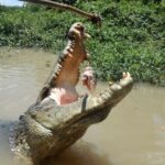 Jumping Crocodile Cruise with lunch - Practical Details & Tips