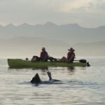 Kaikoura: Seal-Watching Pedal Kayak Tour - What to Expect on the Water
