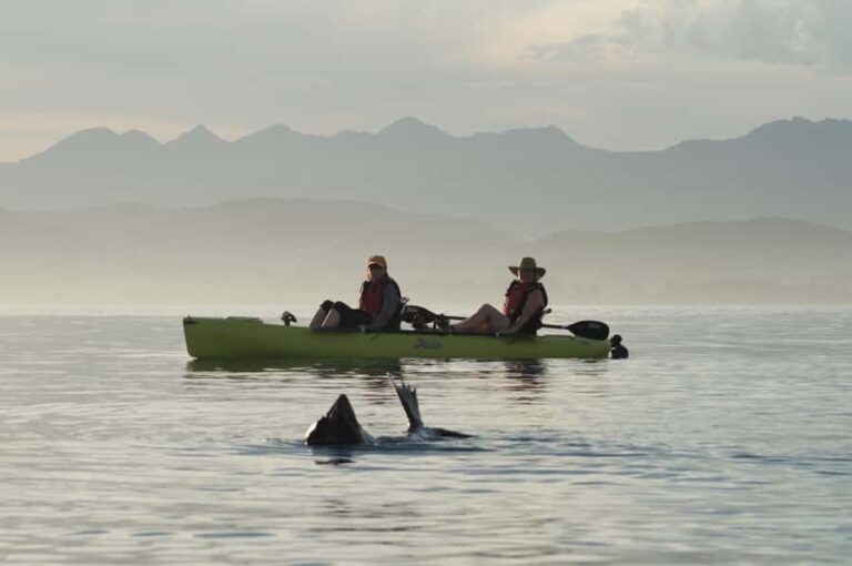 Kaikoura: Seal-Watching Pedal Kayak Tour - What to Expect on the Water