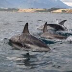 Kaikoura: Sunset Evening Kayaking Tour - The Wildlife and Landscape Experience