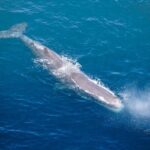Kaikoura Whale Watching - 45 Minute Ocean Safari - The Value of the Experience