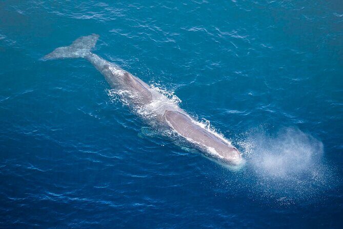 Kaikoura Whale Watching - 45 Minute Ocean Safari - The Value of the Experience