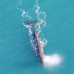 Kaikoura: Whale Watching Flight with Guided Commentary - The Itinerary in Detail