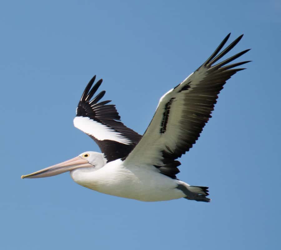 Kalbarri: Murchison River Wilderness Wildlife Cruise - The Value of the Experience