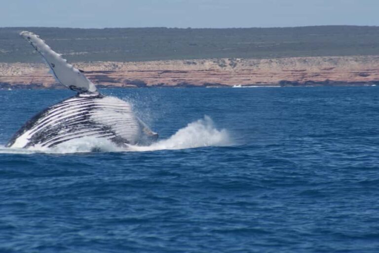 Kalbarri Whale Watching Tour - The Crew and Guides: Why It Matters