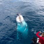 Kalbarri Whale Watching Tour Guided - Who Should Consider This Tour