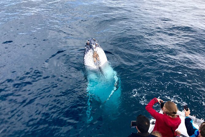 Kalbarri Whale Watching Tour Guided - Who Should Consider This Tour