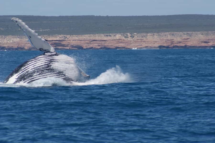 Kalbarri Whale Watching Tour - The Crew and Guides: Why It Matters