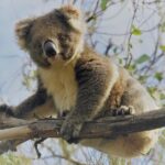 Kangaroo Island Shore Excursion Scenic Trail Tour - The Included Experience: Food and Comfort